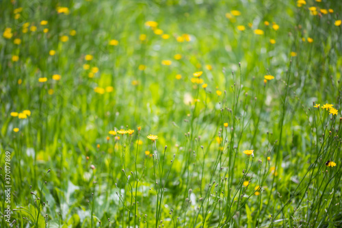 Green sunny summer meadow small yellow flowers selective focus