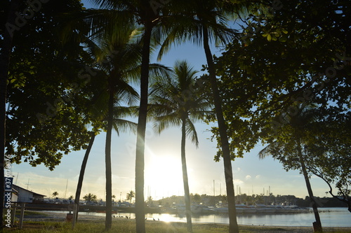 Coconut trees at sunrise