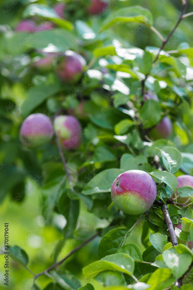Apple tree with ripe red apples, blurred background Apple tree with ripe red apples, blurred background