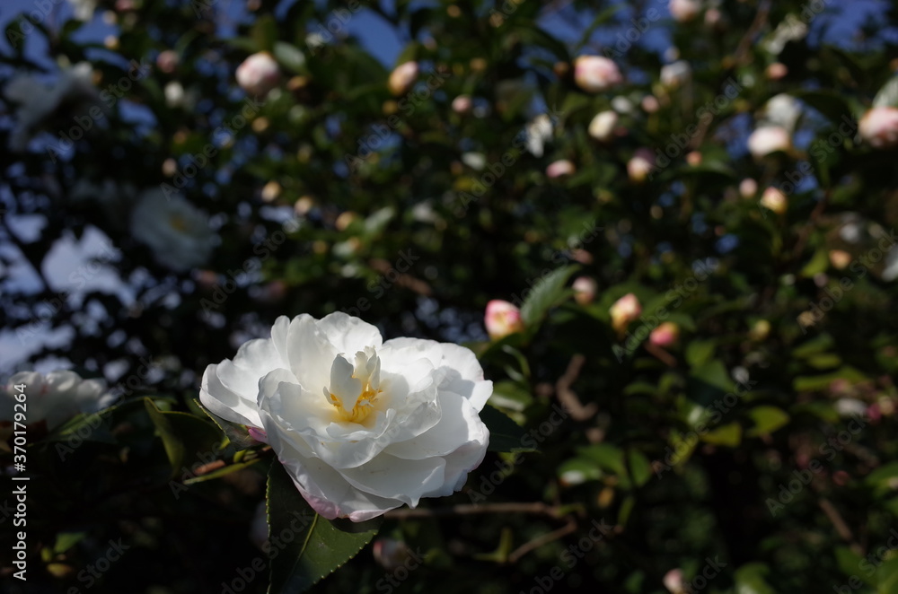 White Flower of Camellia Sasanqua in Full Bloom
White Flower of Camellia Sasanqua in Full Bloom