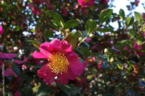 Light Pink Flower of Camellia Sasanqua in Full Bloom
