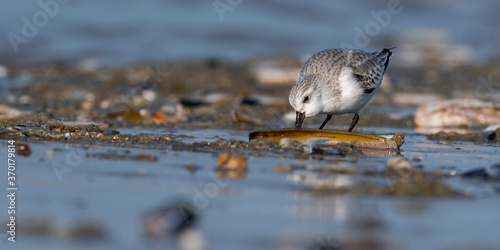 B  casseau sanderling  Calidris alba - Sanderling  sur la plage de Quend-Plage