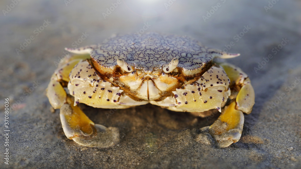 yellow crab on the sand at sunset, a strong shell for protection and two big claws for defense, this crustacean is a good fighter. macro photo of  the sea life on a beach on a Thai island near Krabi