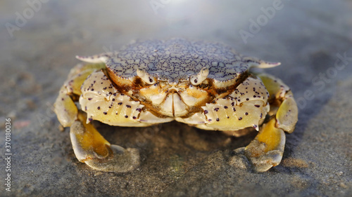 yellow crab on the sand at sunset, a strong shell for protection and two big claws for defense, this crustacean is a good fighter. macro photo of  the sea life on a beach on a Thai island near Krabi