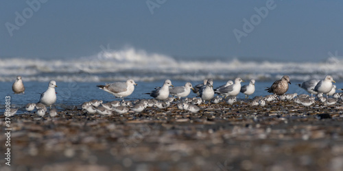 Goélands cendrés (Larus canus - Mew Gull) sur la plage de Quend-Plage photo