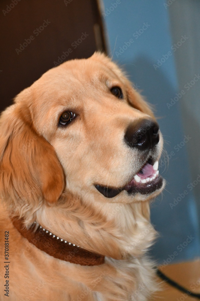 golden retriever portrait golden retriever portrait
