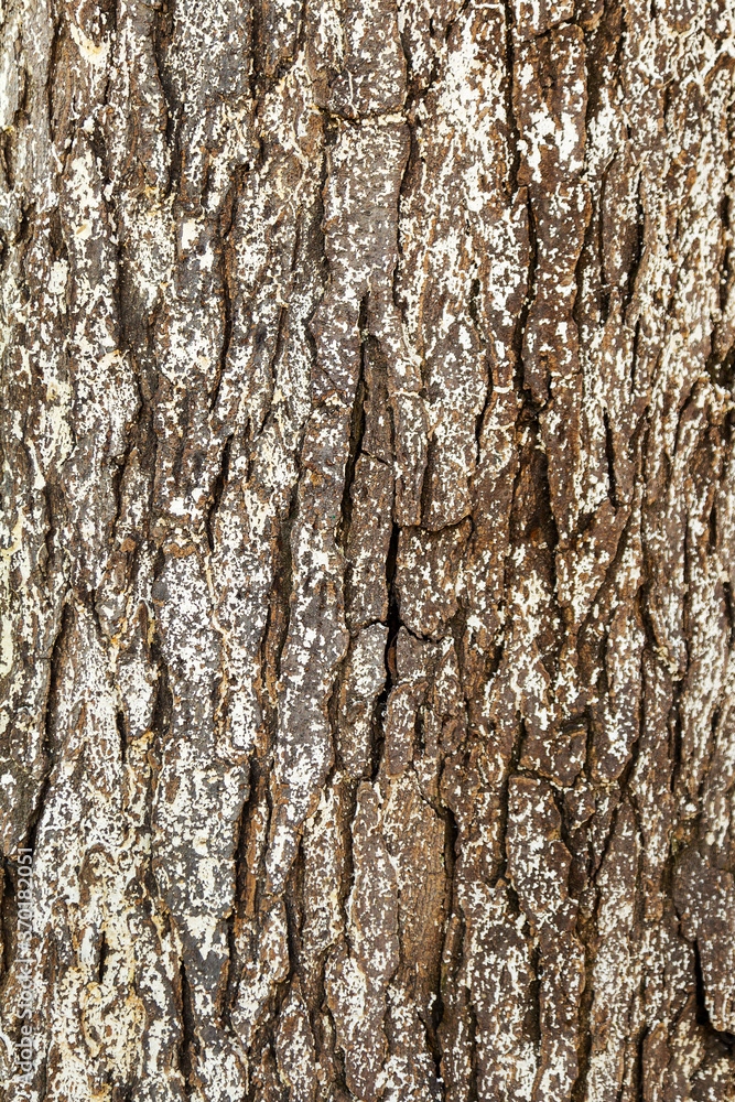 Obraz premium Tree bark texture