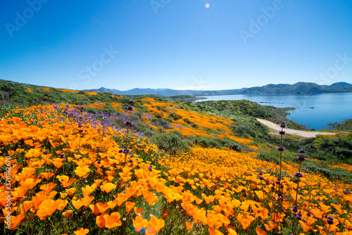 Slika na platnu Field of golden poppies in Diamond Valley Lake, California near Hemet during a s