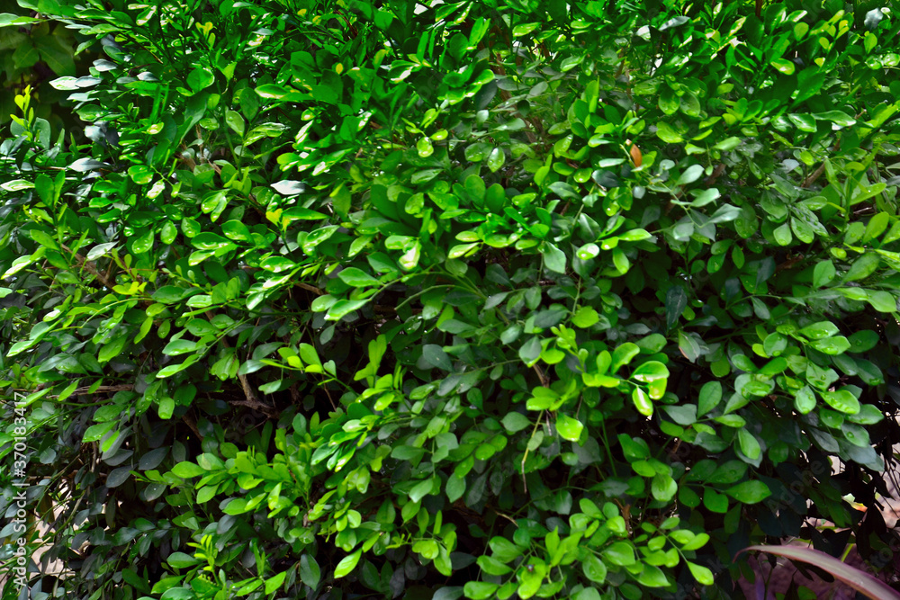 arbol verde lleno de hojas calidas y brillantes arbol verde lleno de hojas calidas y brillantes