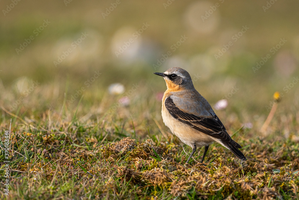 Traquet motteux (Oenanthe oenanthe - Northern Wheatear) Traquet motteux (Oenanthe oenanthe - Northern Wheatear)