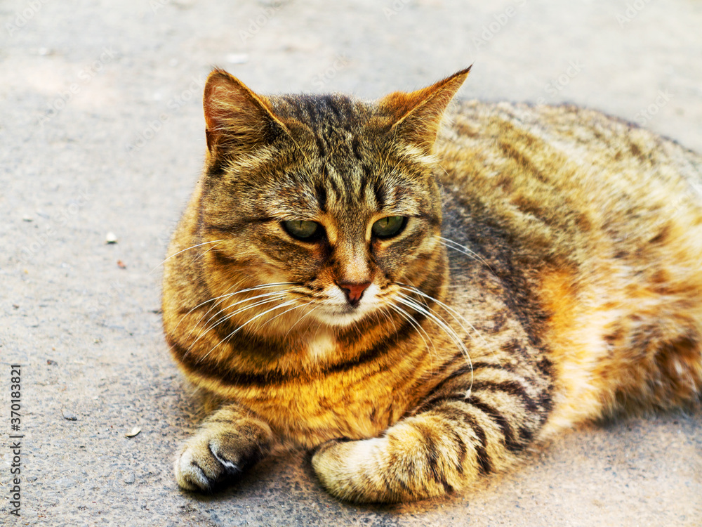 Fototapeta premium Beautiful tabby cat with intense green eyes lying on the pavement, looking at camera