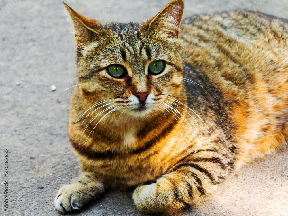 Beautiful tabby cat with intense green eyes lying on the pavement, looking at camera