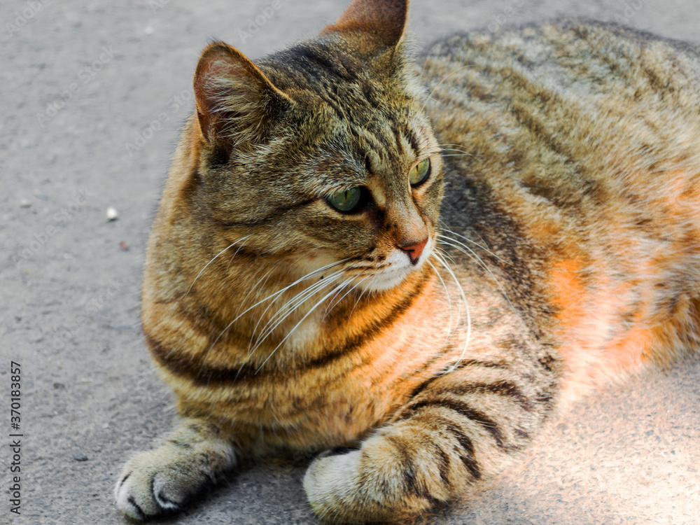 Beautiful tabby cat with intense green eyes lying on the pavement, looking at camera