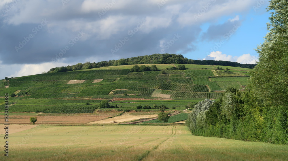 Paysage rural de coteau de vigne en Champagne, dans la campagne du Grand Est, en été (France)