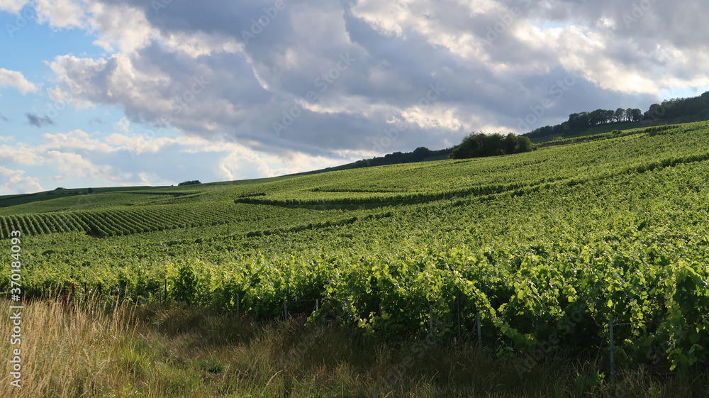 Viticulture en Champagne, paysage rural de vignoble vert en été dans la Marne, dans la région Grand Est (France)