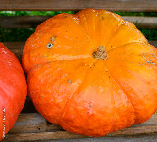 Thanksgiving pumpkin for sale in a market photo