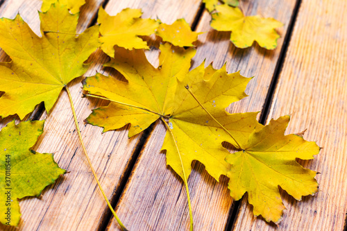 Maple autumn leaves on wooden boards. Selective focus