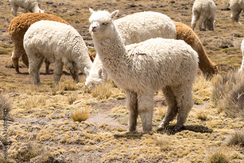 Peruvian alpaca