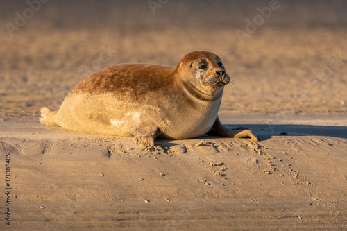 Phoque veau-marin en baie de Somme
