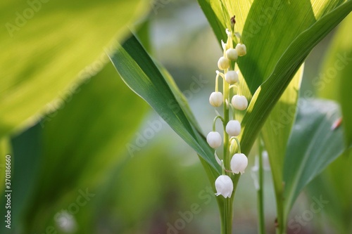 Morning in the forest  young flowers of the lily of the valley