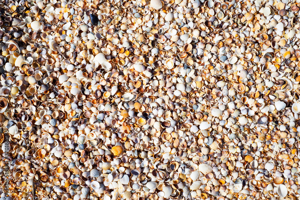 Background from seashells. Natural backgrounds. Background from seashells. Natural backgrounds.