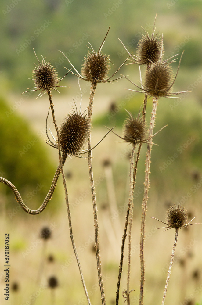 Dry flowers and stems of teasel - Dipsacus comosus Dry flowers and stems of teasel - Dipsacus comosus