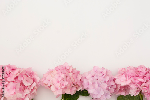 Floral mockup with pink hydrangea flowers on white background, copy space. © Inga