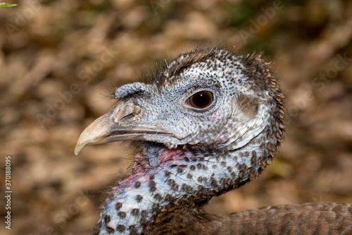 Wild Turkey