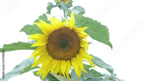 Sunflower isolated on white background