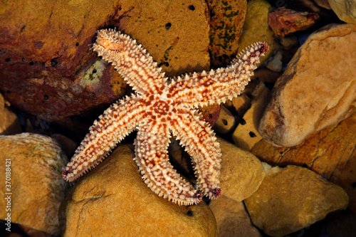 Colorful yellow and orange starfish in a coastal rock pool  South Africa.