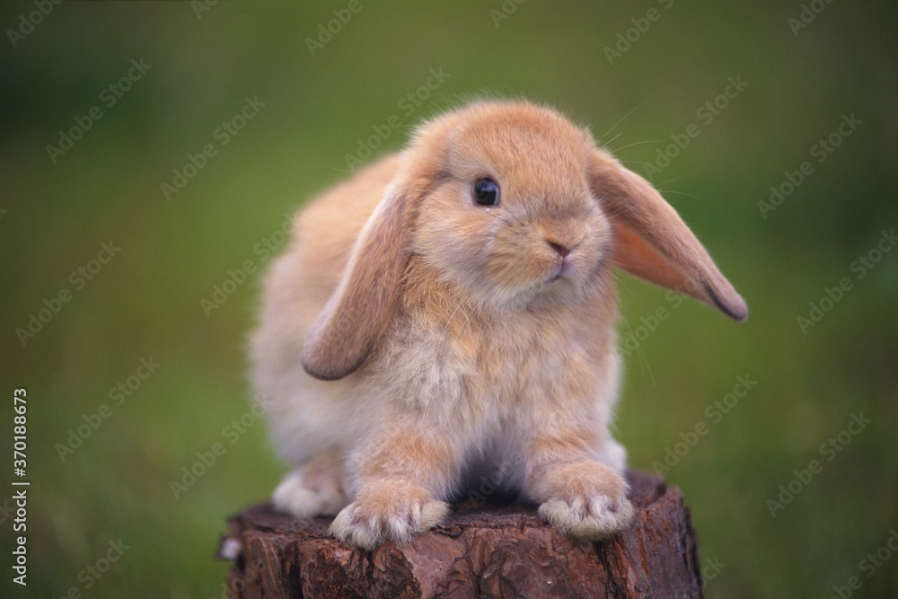 Fototapeta premium Image of a Lop Ear Rabbit Standing on a Tree Trunk, Looking at Camera, Front View, Differential Focus