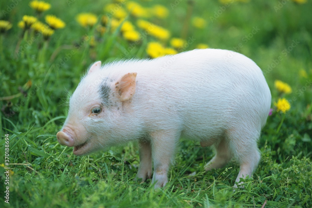 a Piglet Walking On Grass, Side View, Differential Focus - stock photo a Piglet Walking On Grass, Side View, Differential Focus - stock photo