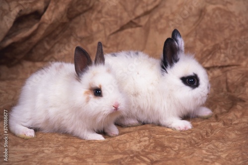 Two Rabbits Standing on a Brown-colored Blanket, Side View