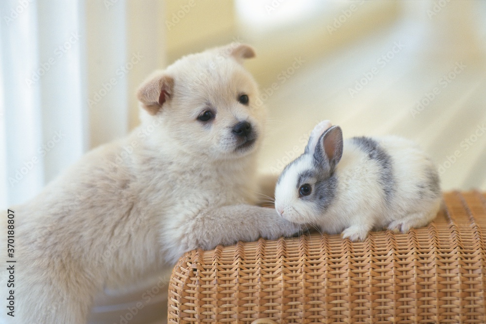 Fototapeta premium Puppy and Rabbit playing together indoors