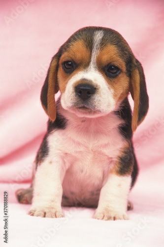 a Beagle Sitting on a Pink Blanket, Looking at Camera, Front View, Differential Focus