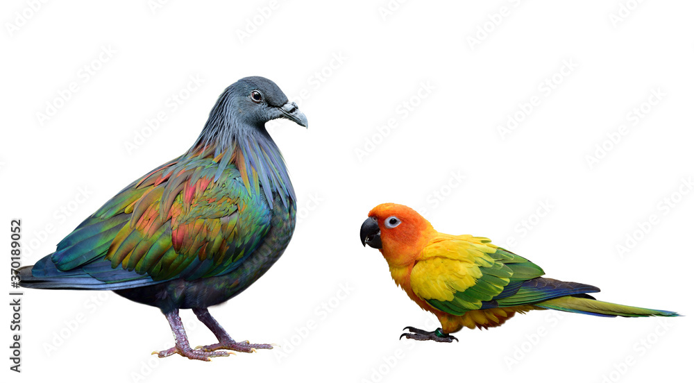 Fototapeta premium Sun Cornure and Nicobar Pigoen, beautiful exotic birds in natural feather profile and isolated on white background