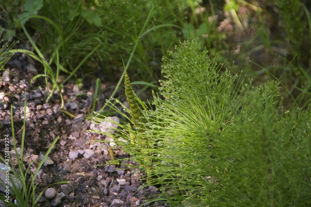 Grüne Pflanze im Sonenschein mit Wassertropfen und refelktionen Grüne Pflanze im Sonenschein mit Wassertropfen und refelktionen