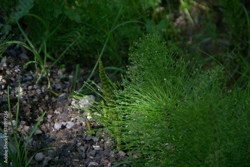 Grüne Pflanze im Sonenschein mit Wassertropfen und refelktionen photo