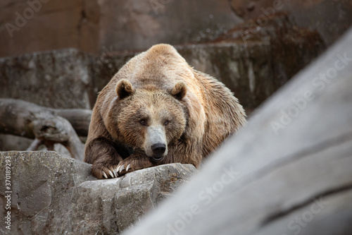 Big male brown bear resting on some rocks