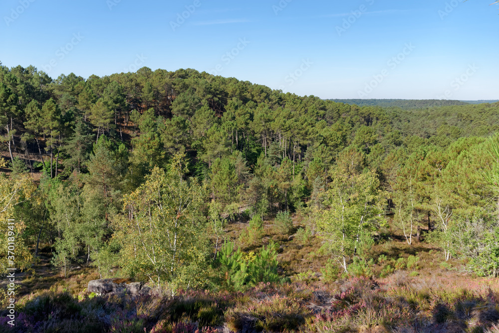 hills of the 25 bumps hiking trail in Fontainebleau forest