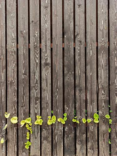 Summer background with wooden fence and plants