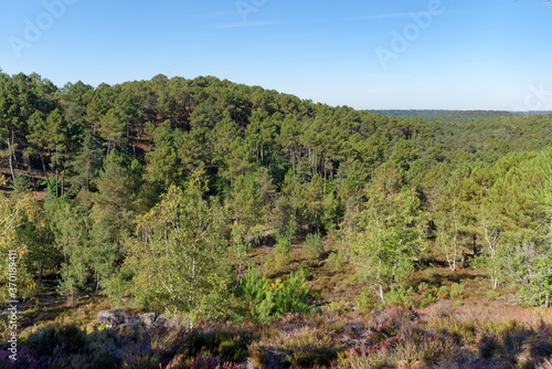 hills of the 25 bumps hiking trail in Fontainebleau forest