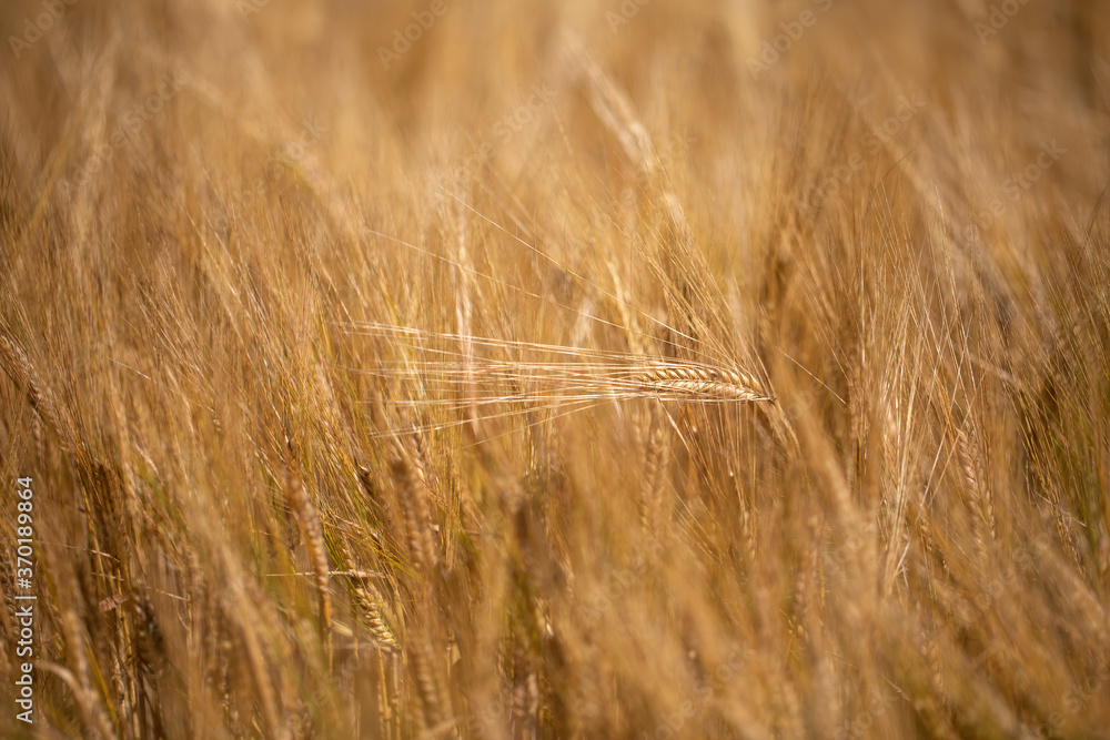 Barley/wheat/rye/ crop field, close up of flora during a light wind gently swaying during a sunny warm summers day