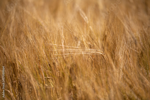 Obraz na płótnie Barley/wheat/rye/ crop field, close up of flora during a light wind gently swaying during a sunny warm summers day w salonie