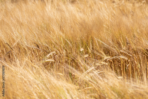 Barley/wheat/rye/ crop field, close up of flora during a light wind gently swaying during a sunny warm summers day