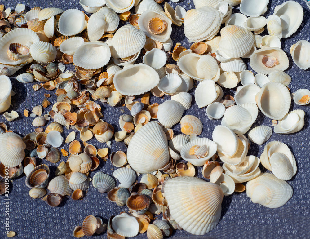  Shells of different sizes on a woven background. Large and small seashells.