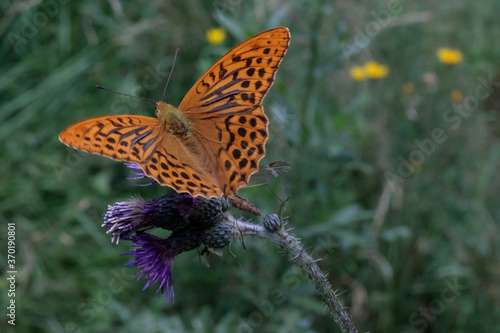 Kaisermantel - Schmetterling