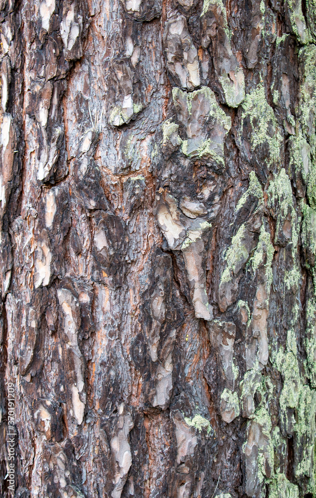 Colorful vibrant light tree bark texture / old dry wood background with rings, fungus and moss Colorful vibrant light tree bark texture / old dry wood background with rings, fungus and moss