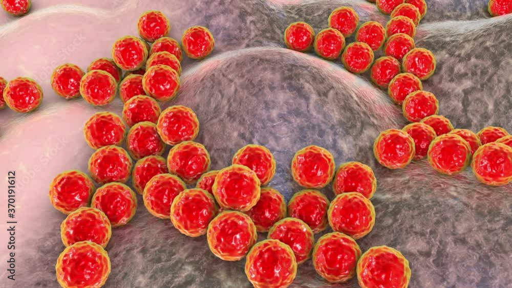 Bacteria Staphylococcus aureus, Staphylococcus epidermidis, MRSA