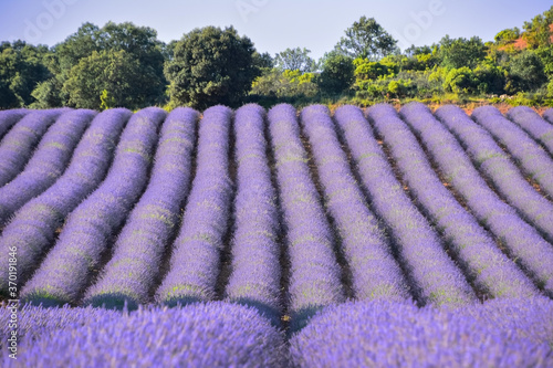 Rows of purple lavender flowers in crop fields in morning light